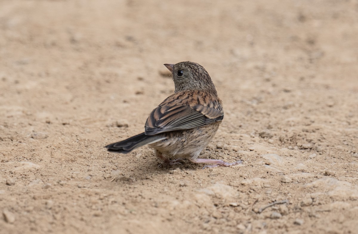 Dark-eyed Junco - Colin McGregor