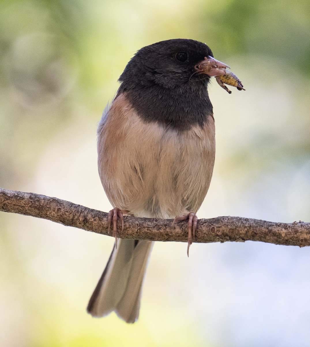 Dark-eyed Junco - Colin McGregor