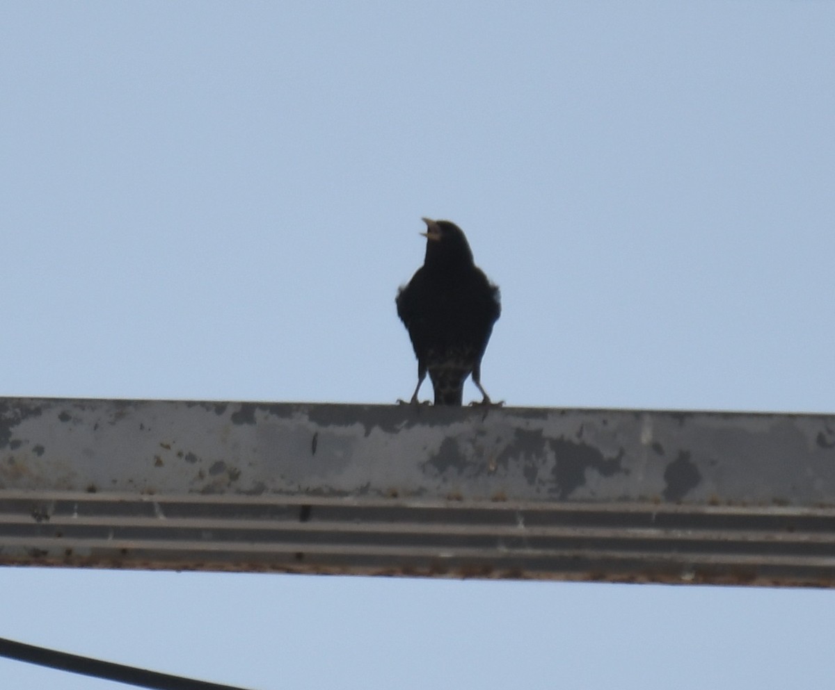 European Starling - Leonardo Guzmán (Kingfisher Birdwatching Nuevo León)