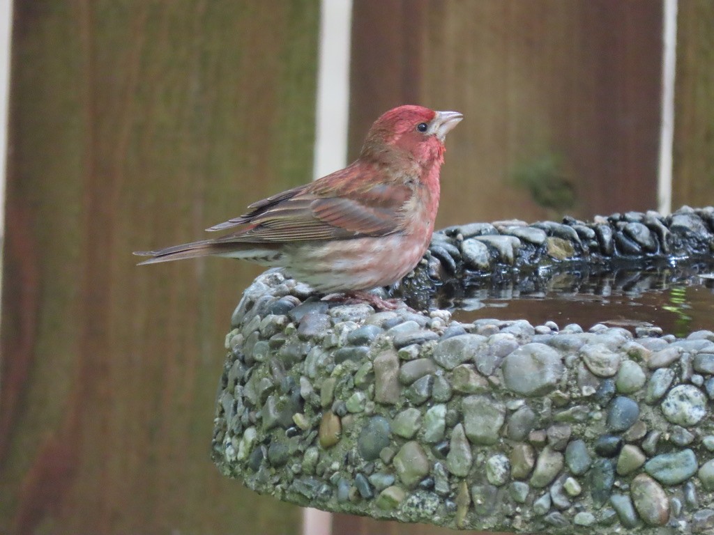 Purple Finch - Heidi Powers-Armstrong