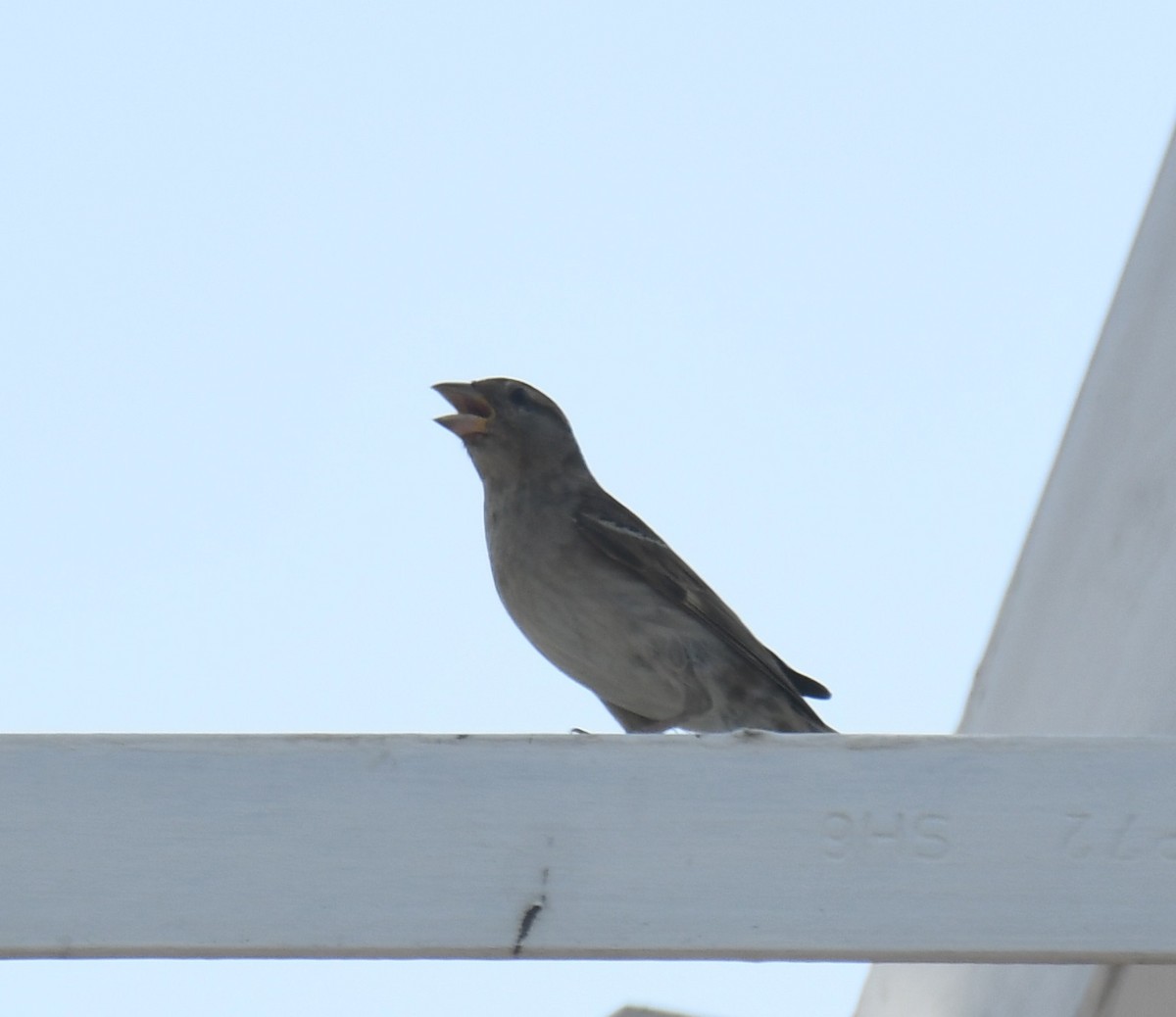 House Sparrow - Leonardo Guzmán (Kingfisher Birdwatching Nuevo León)