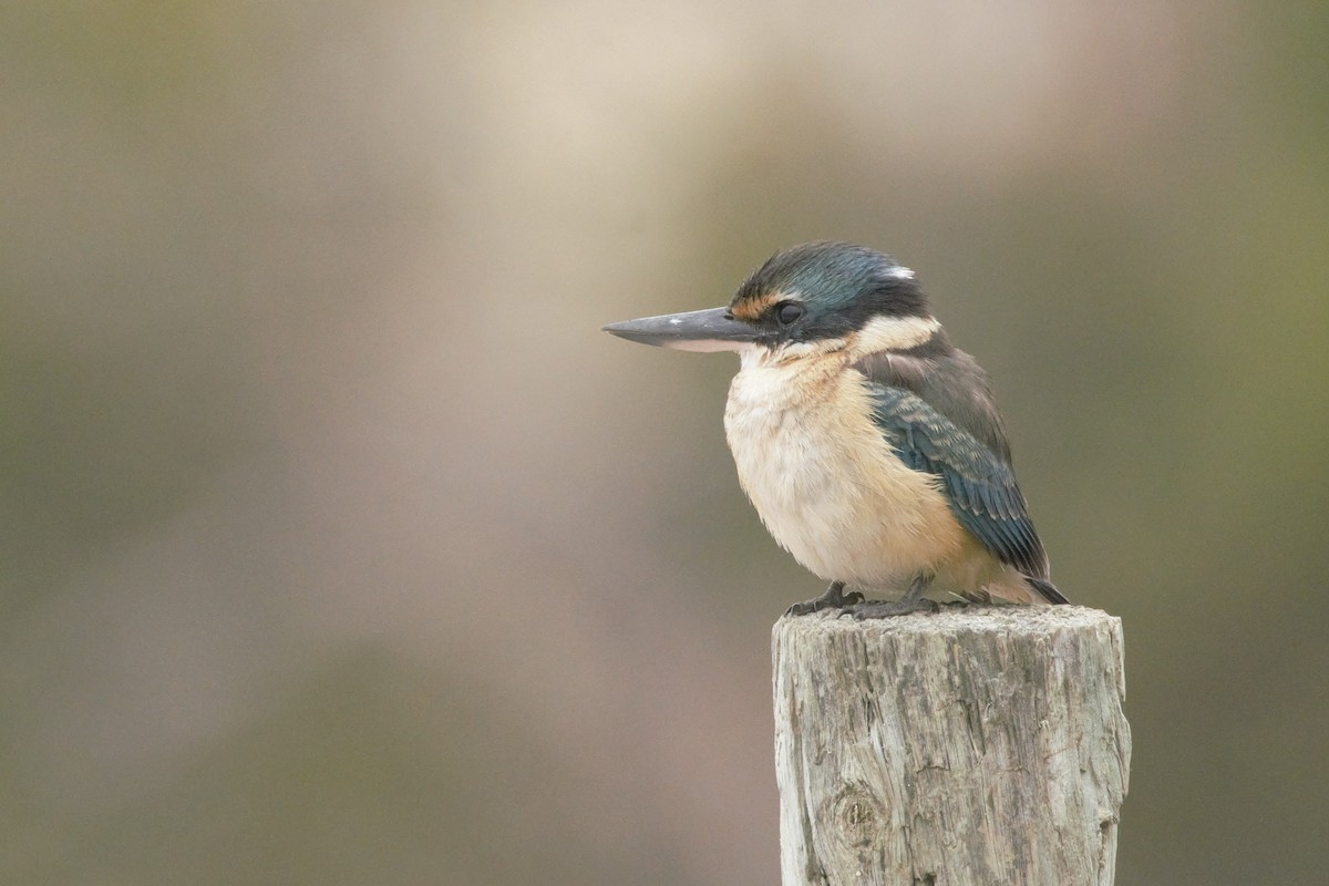 Sacred Kingfisher - Judah Minto