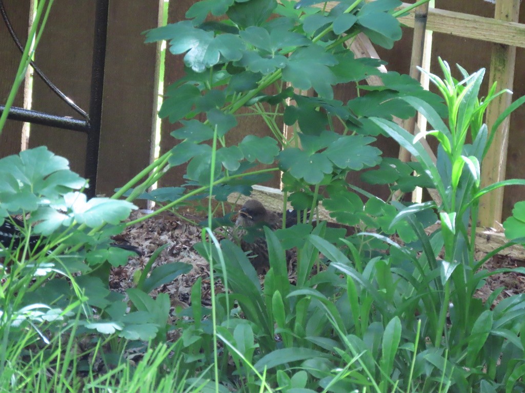 Spotted Towhee - Heidi Powers-Armstrong