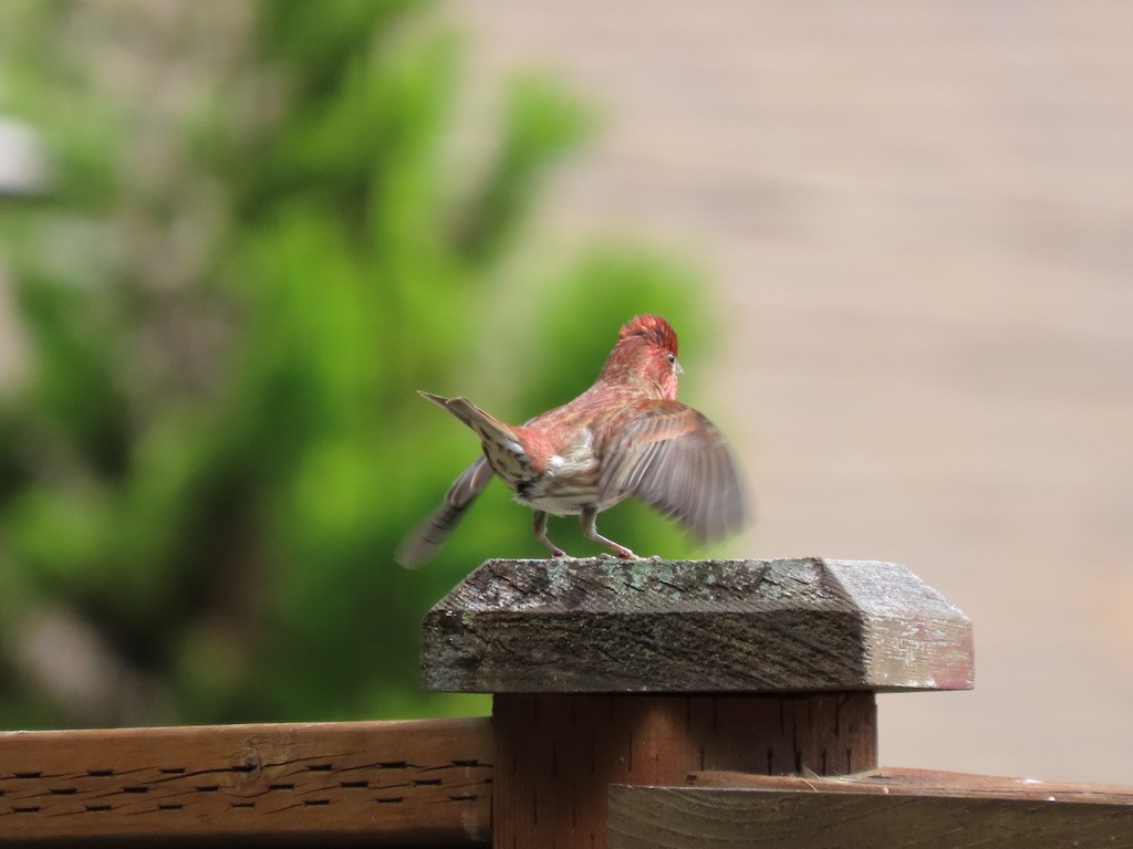 Purple Finch - Heidi Powers-Armstrong