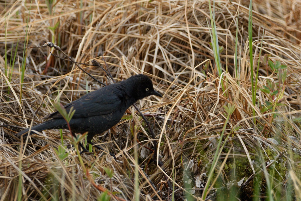 Rusty Blackbird - ML619659416