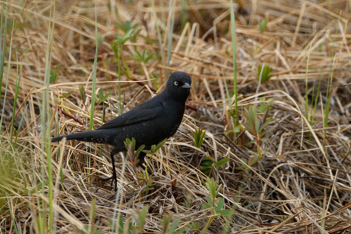 Rusty Blackbird - ML619659417