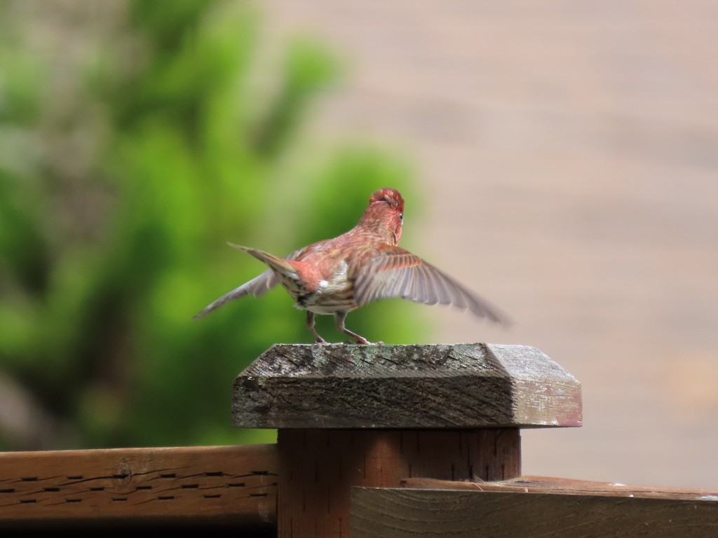 Purple Finch - Heidi Powers-Armstrong