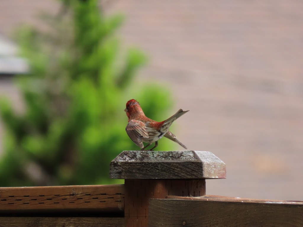 Purple Finch - Heidi Powers-Armstrong