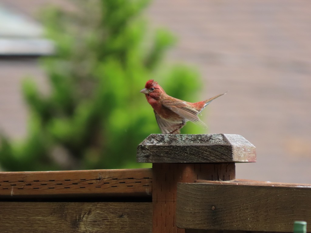 Purple Finch - Heidi Powers-Armstrong