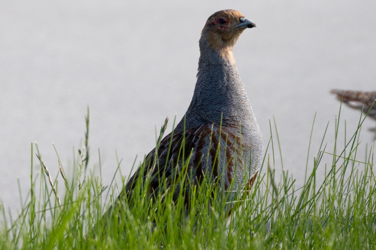 Gray Partridge - KIRK BELLER