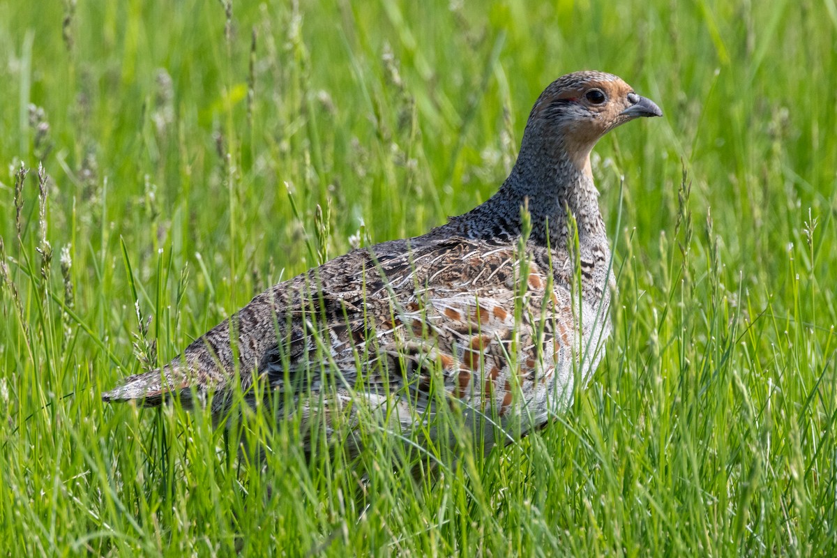 Gray Partridge - KIRK BELLER