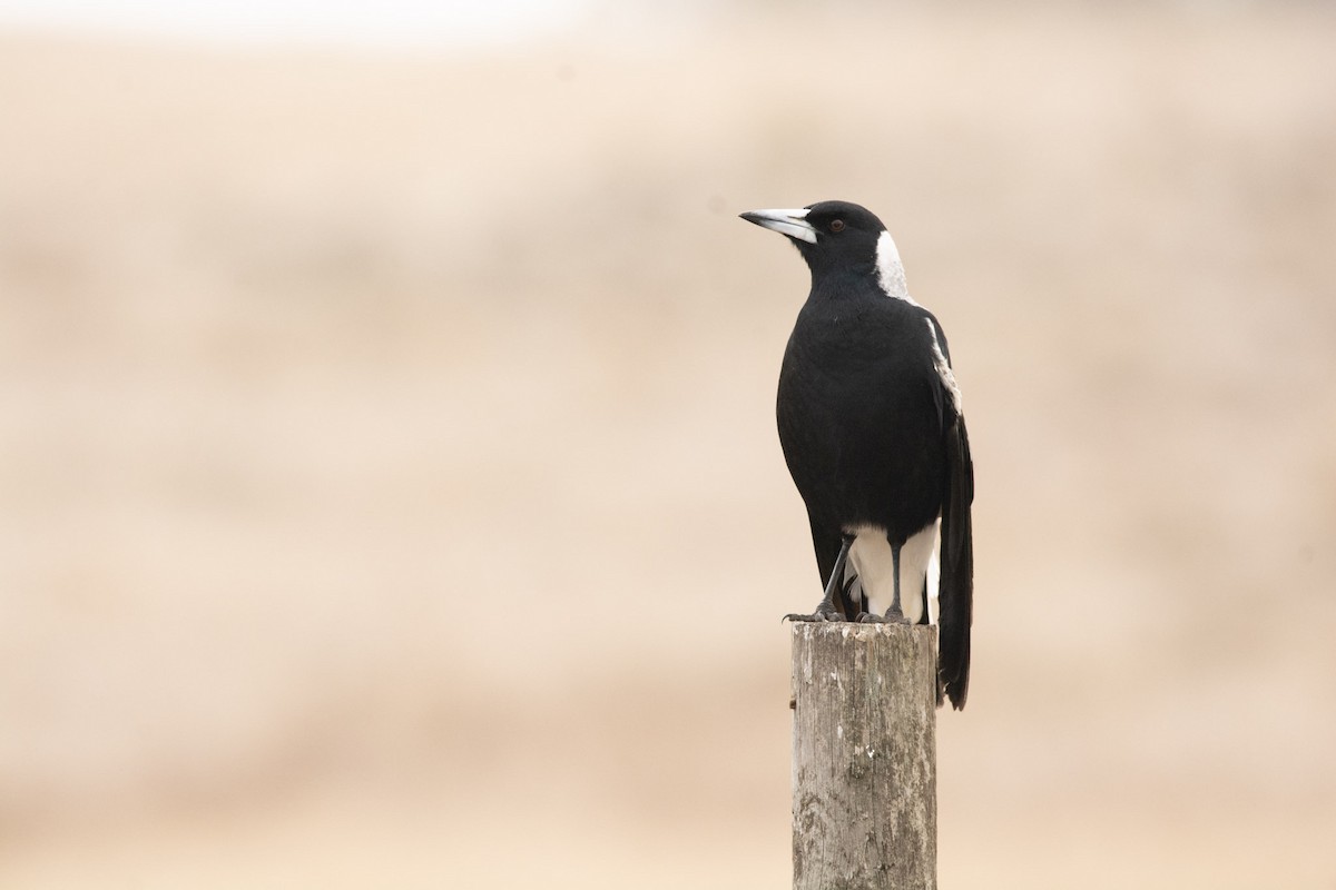 Australian Magpie - Judah Minto