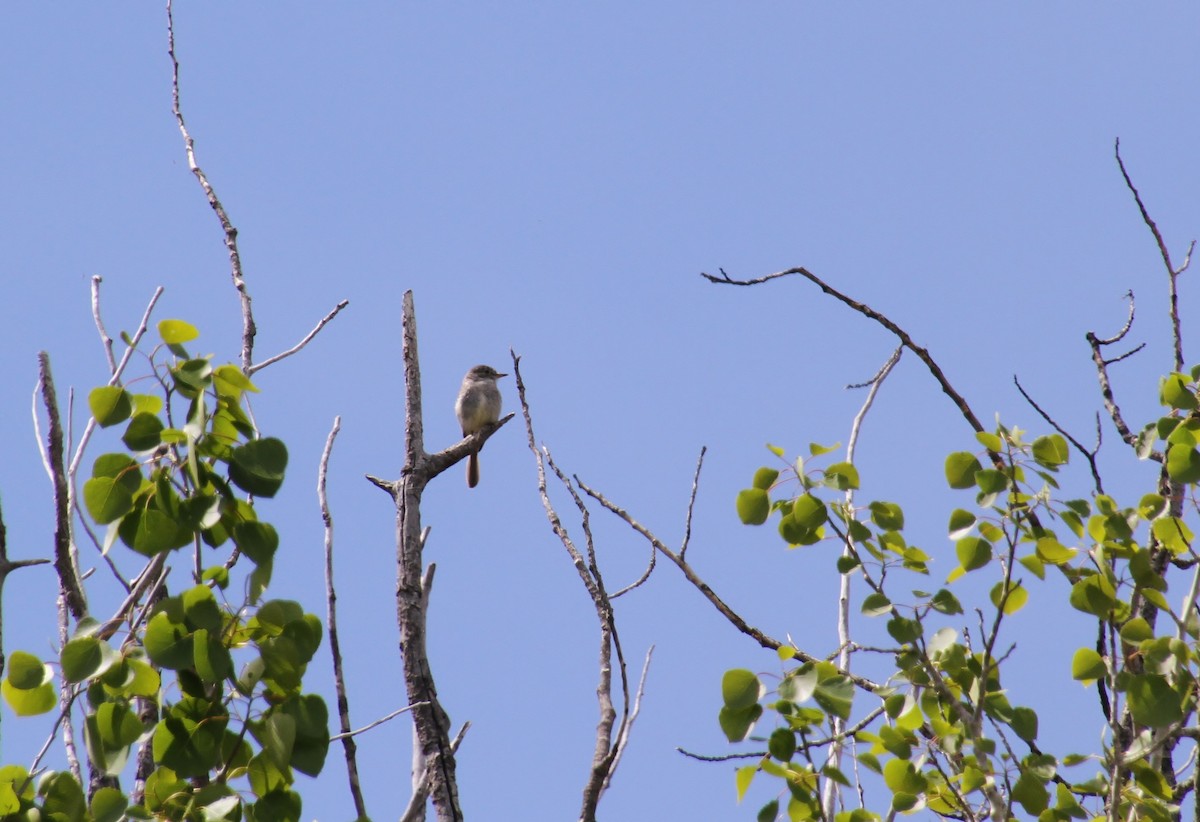 Gray Flycatcher - Jared Peck