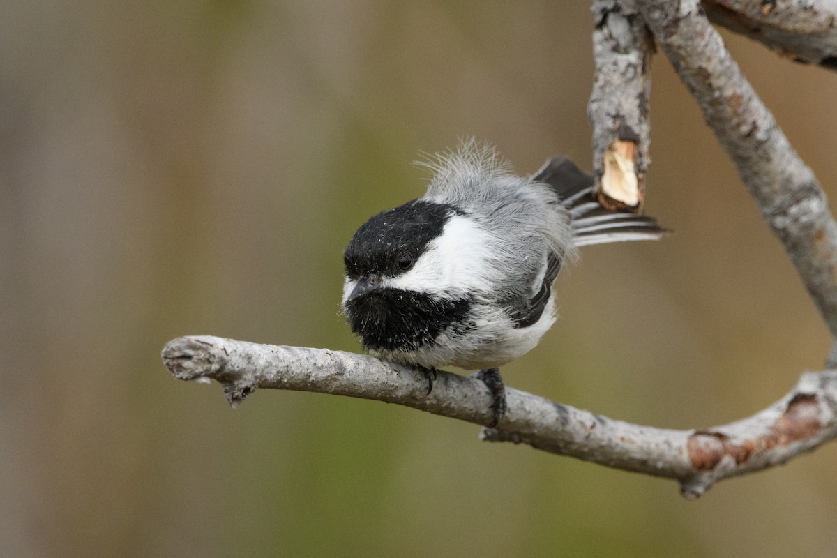 Black-capped Chickadee - Jeremiah Fisher