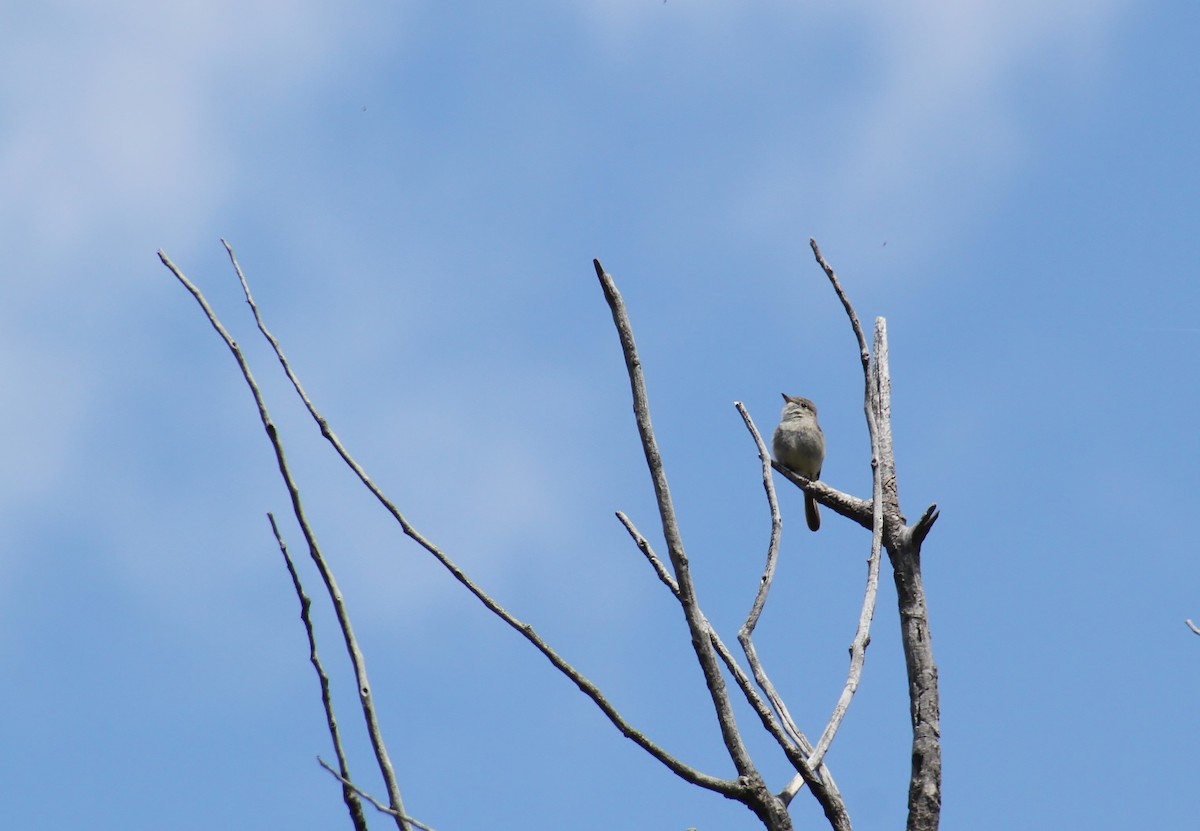 Gray Flycatcher - Jared Peck