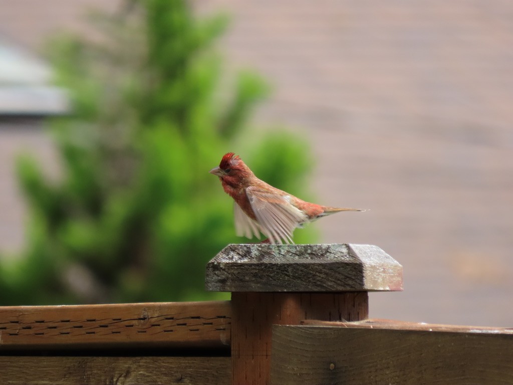 Purple Finch - Heidi Powers-Armstrong