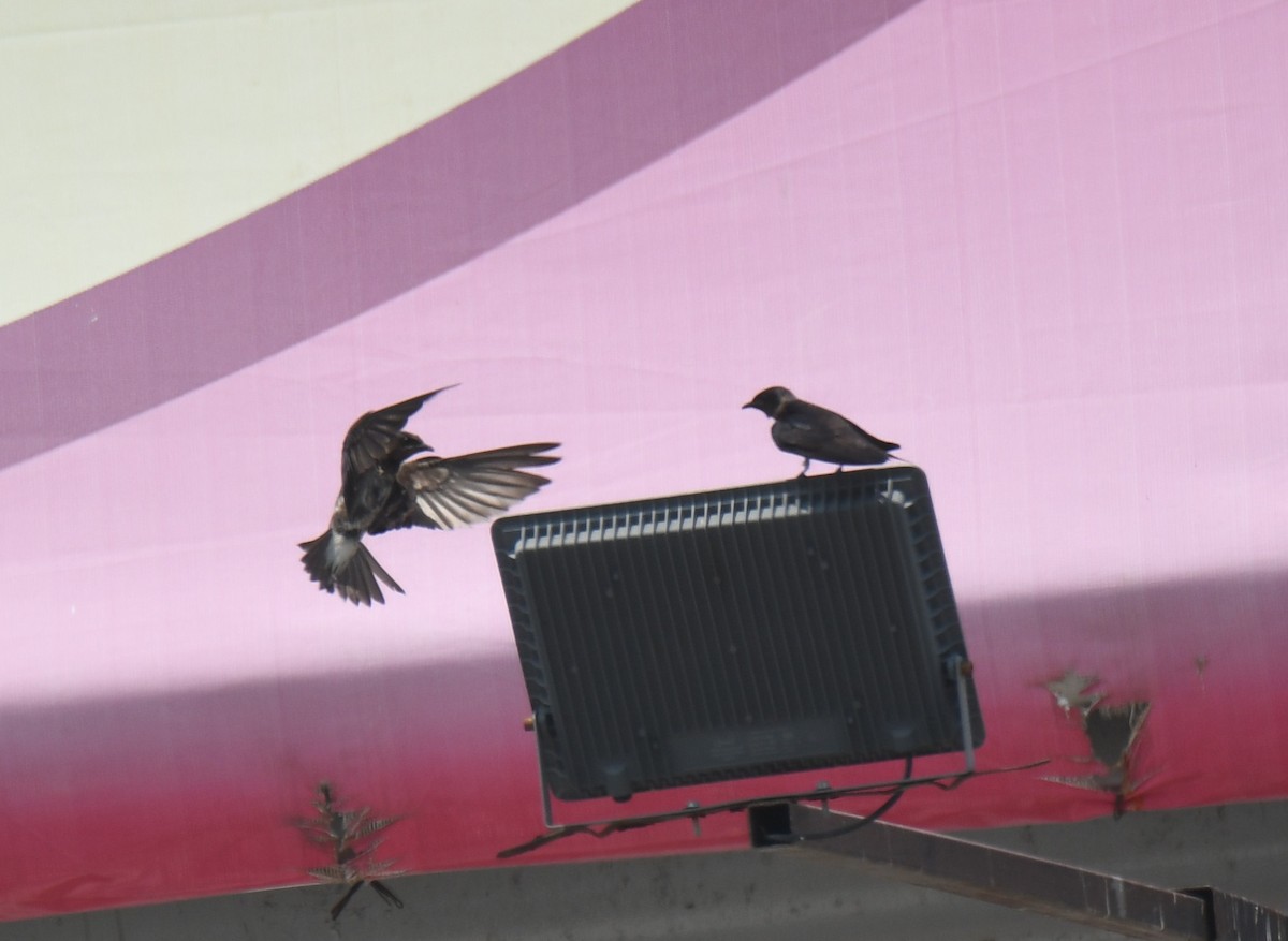 Purple Martin - Leonardo Guzmán (Kingfisher Birdwatching Nuevo León)