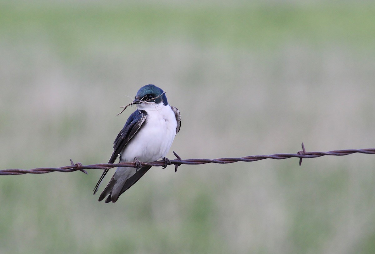 Tree Swallow - Jared Peck