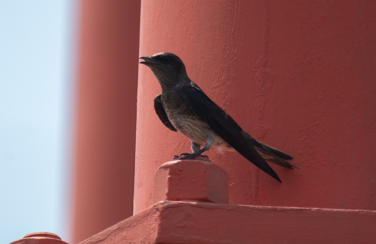 Purple Martin - Leonardo Guzmán (Kingfisher Birdwatching Nuevo León)