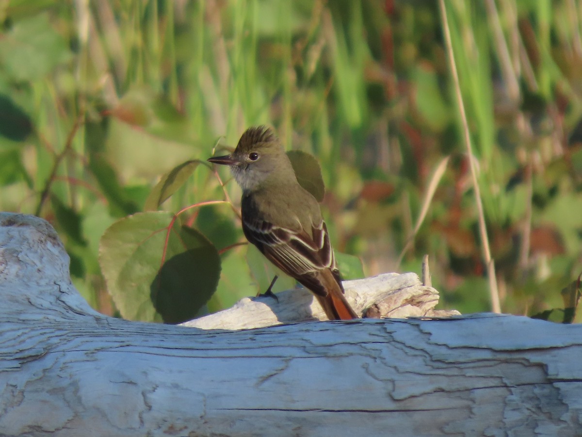 Great Crested Flycatcher - Duncan Bishop