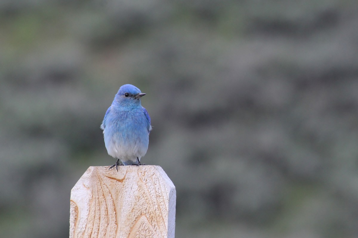 Mountain Bluebird - Jared Peck