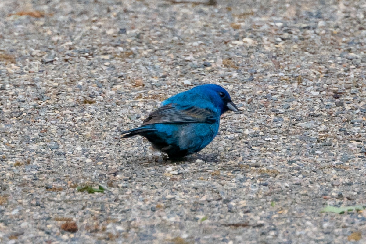 Indigo Bunting - KIRK BELLER