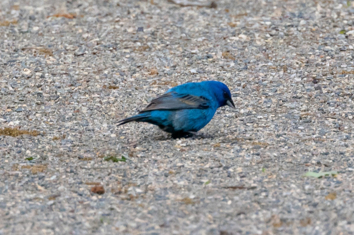 Indigo Bunting - KIRK BELLER