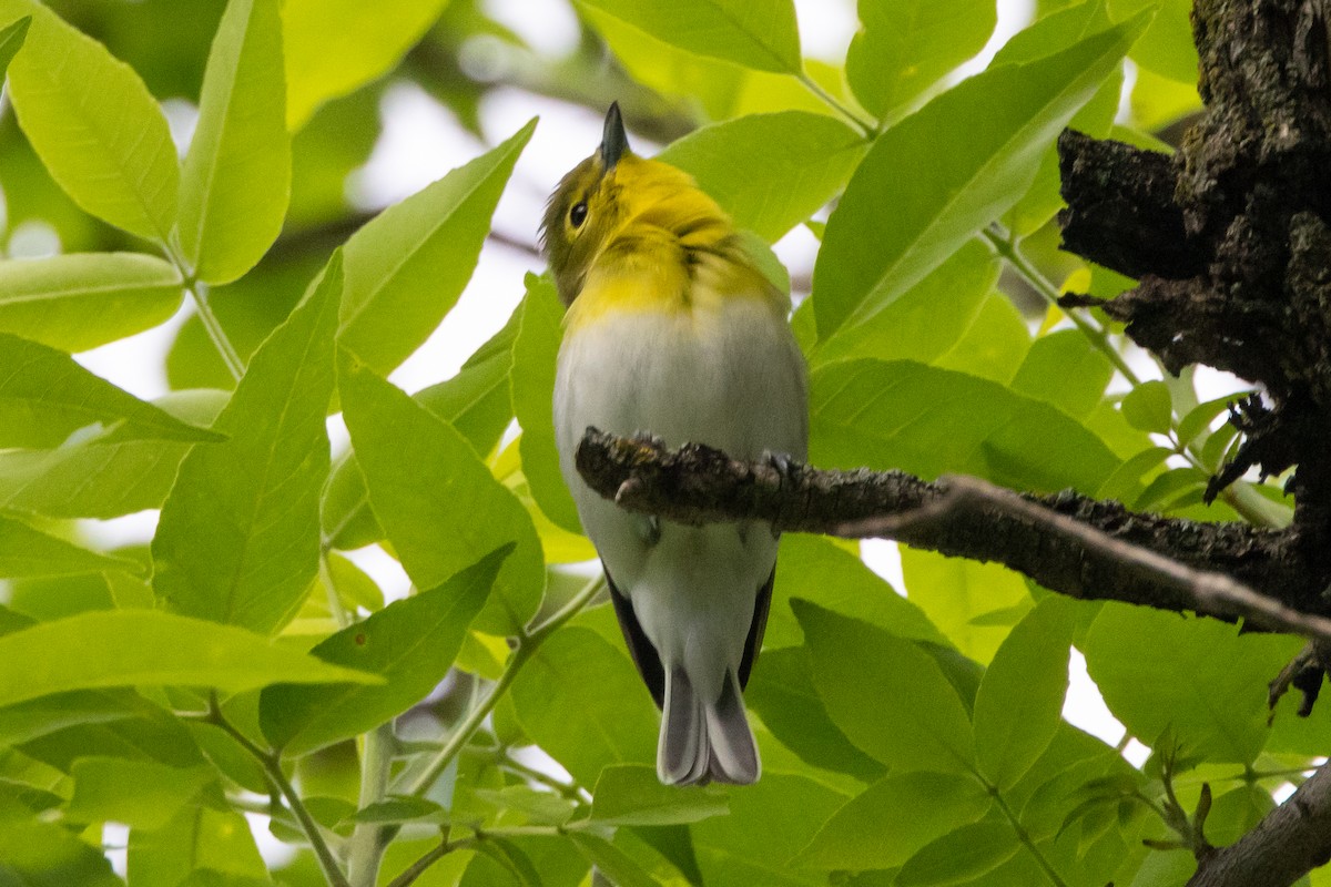 Yellow-throated Vireo - KIRK BELLER