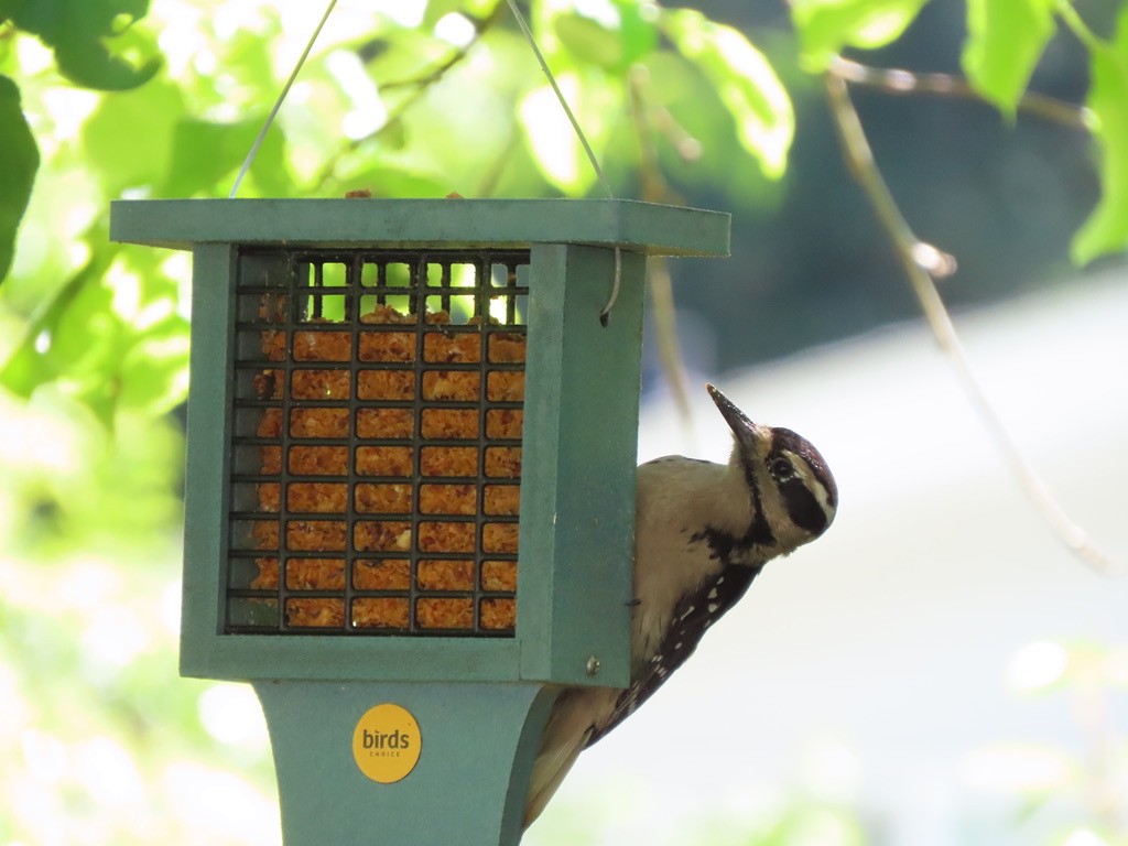 Hairy Woodpecker - Heidi Powers-Armstrong