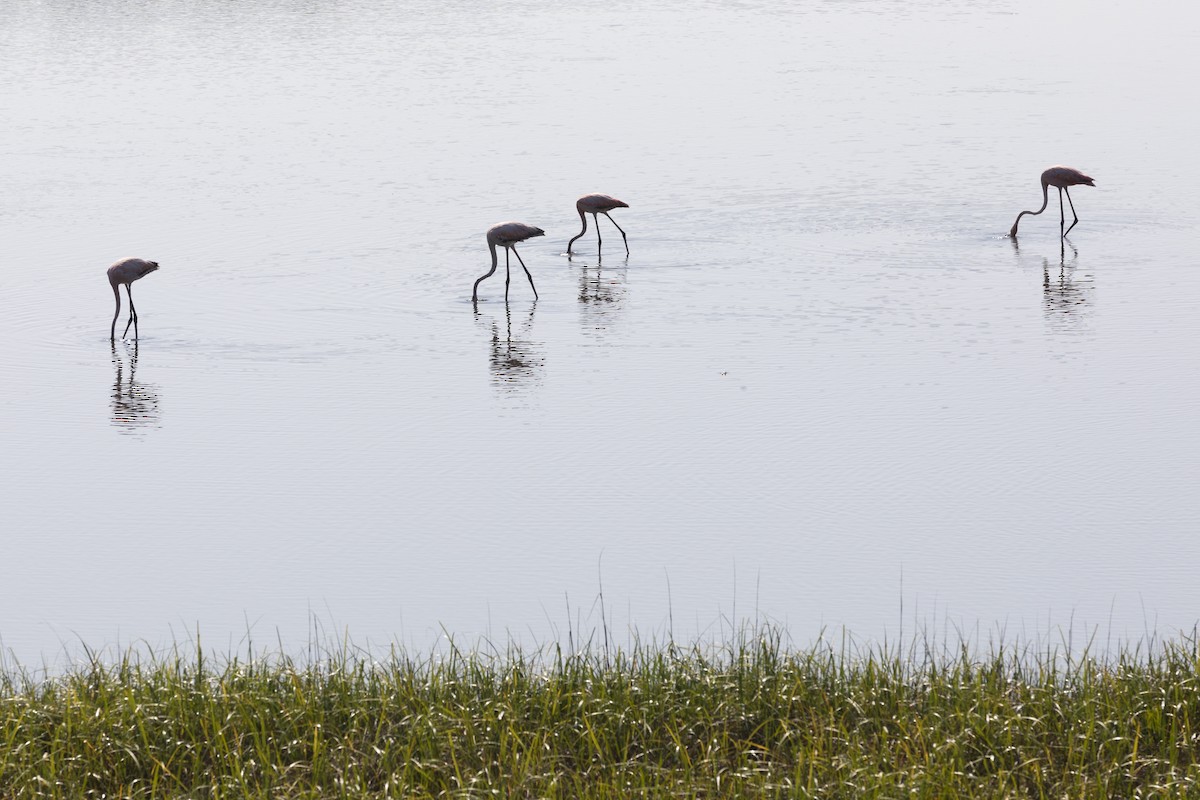 American Flamingo - Eliot VanOtteren