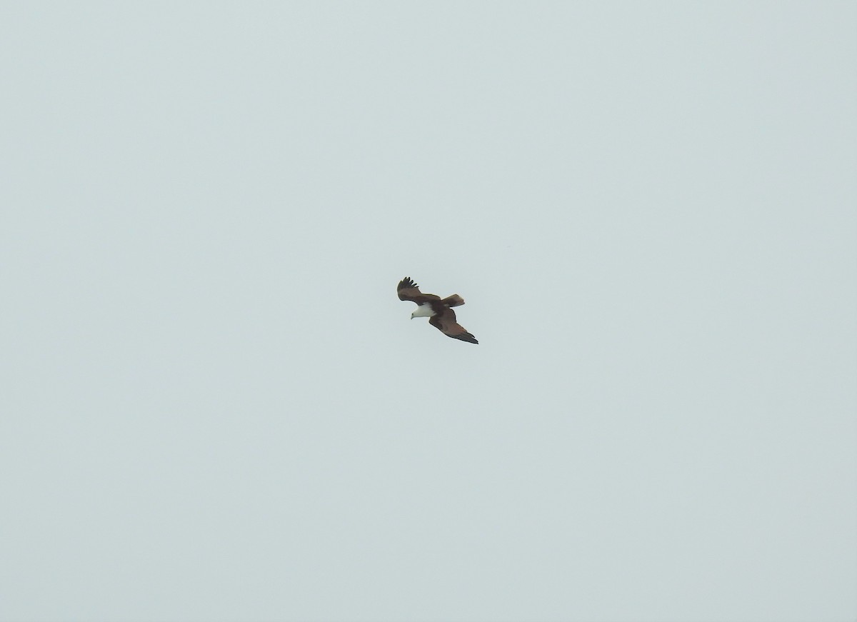 Brahminy Kite - Monica Mesch