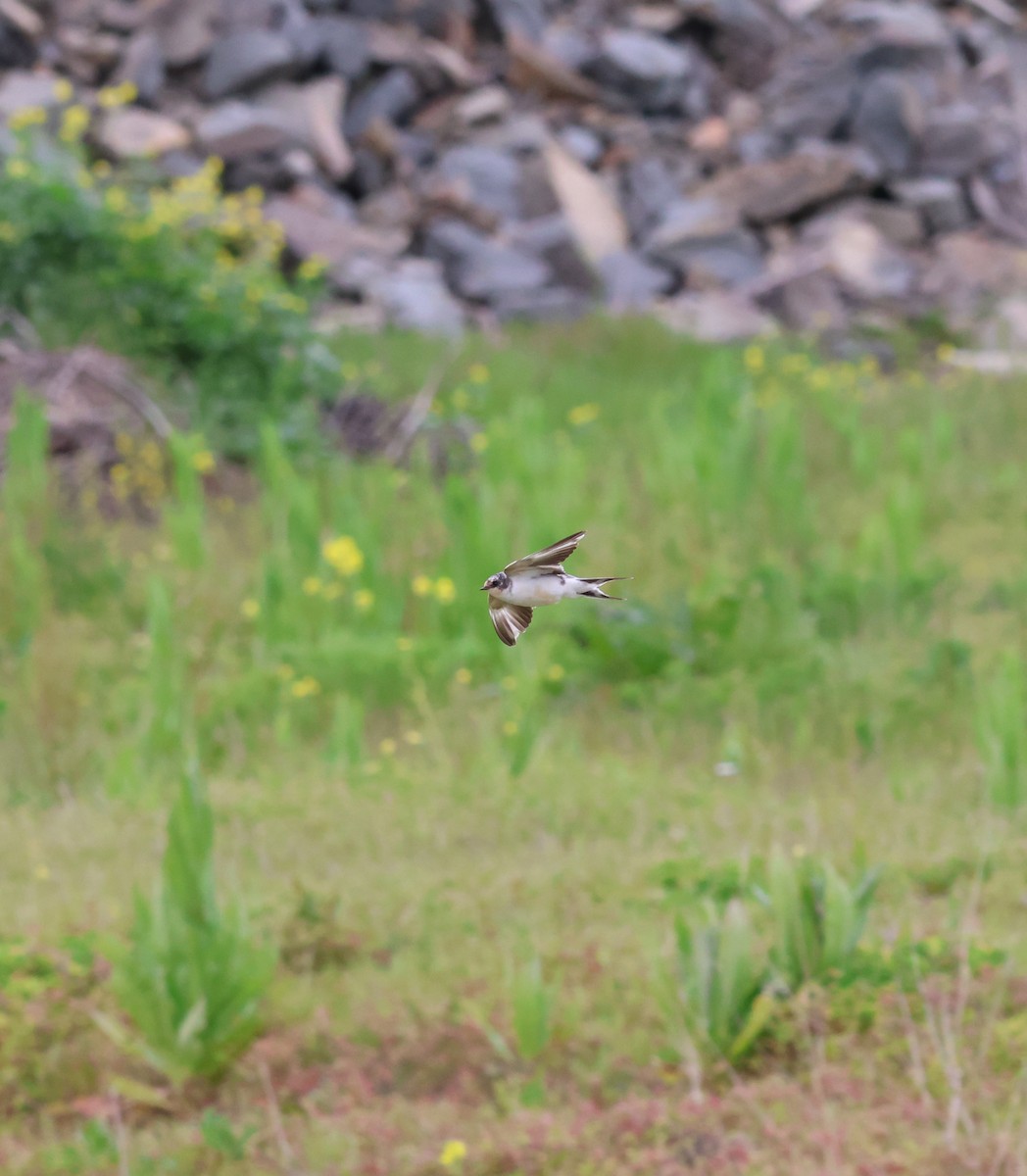 Barn Swallow - Jody  Wells