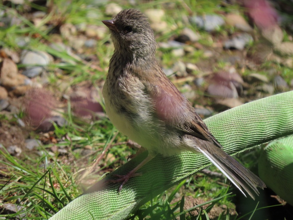 Dark-eyed Junco - Heidi Powers-Armstrong