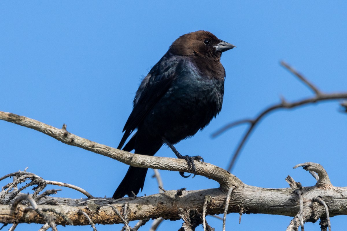 Brown-headed Cowbird - ML619659476