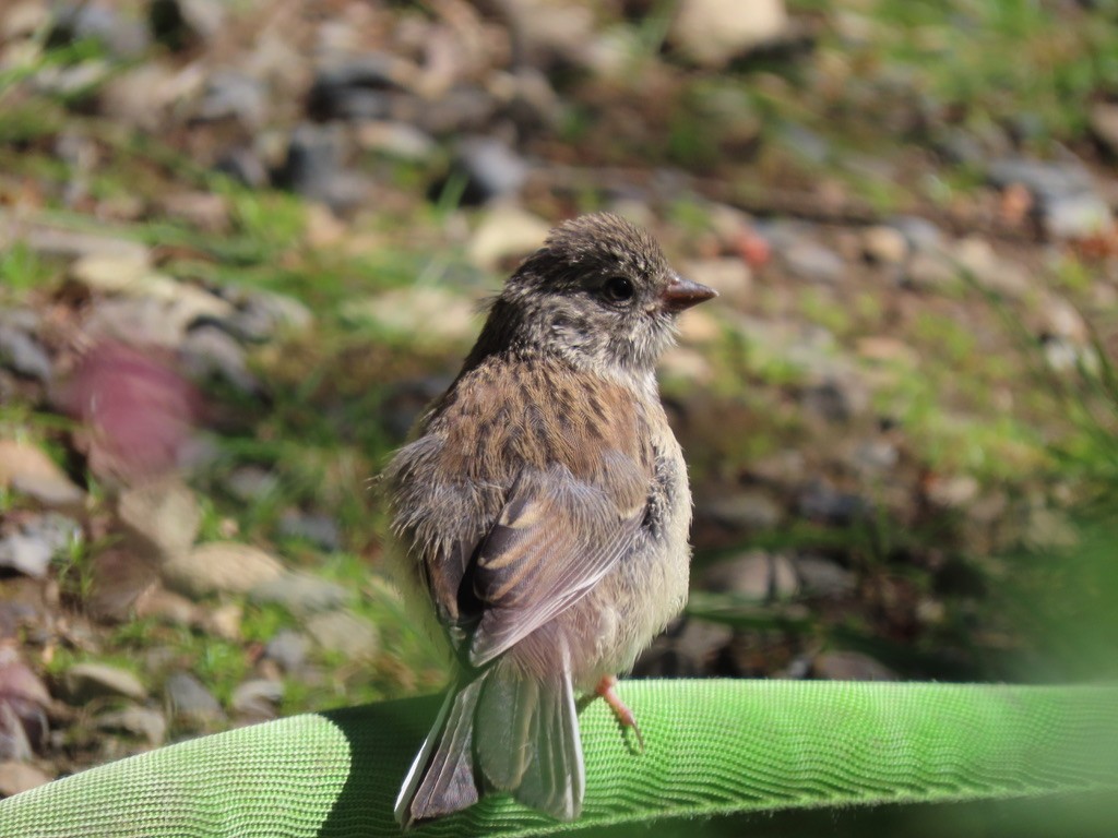 Dark-eyed Junco - Heidi Powers-Armstrong