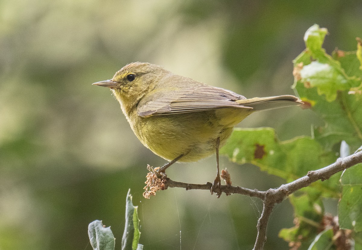 Orange-crowned Warbler - Colin McGregor