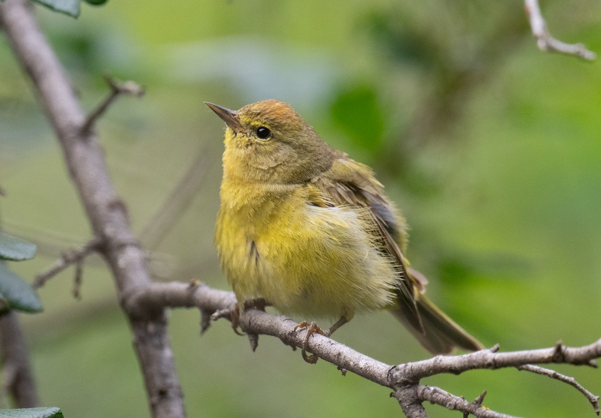 Orange-crowned Warbler - Colin McGregor