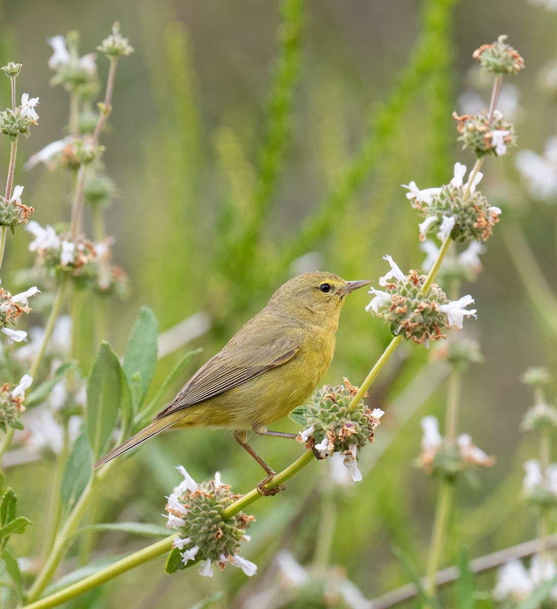 Orange-crowned Warbler - Colin McGregor