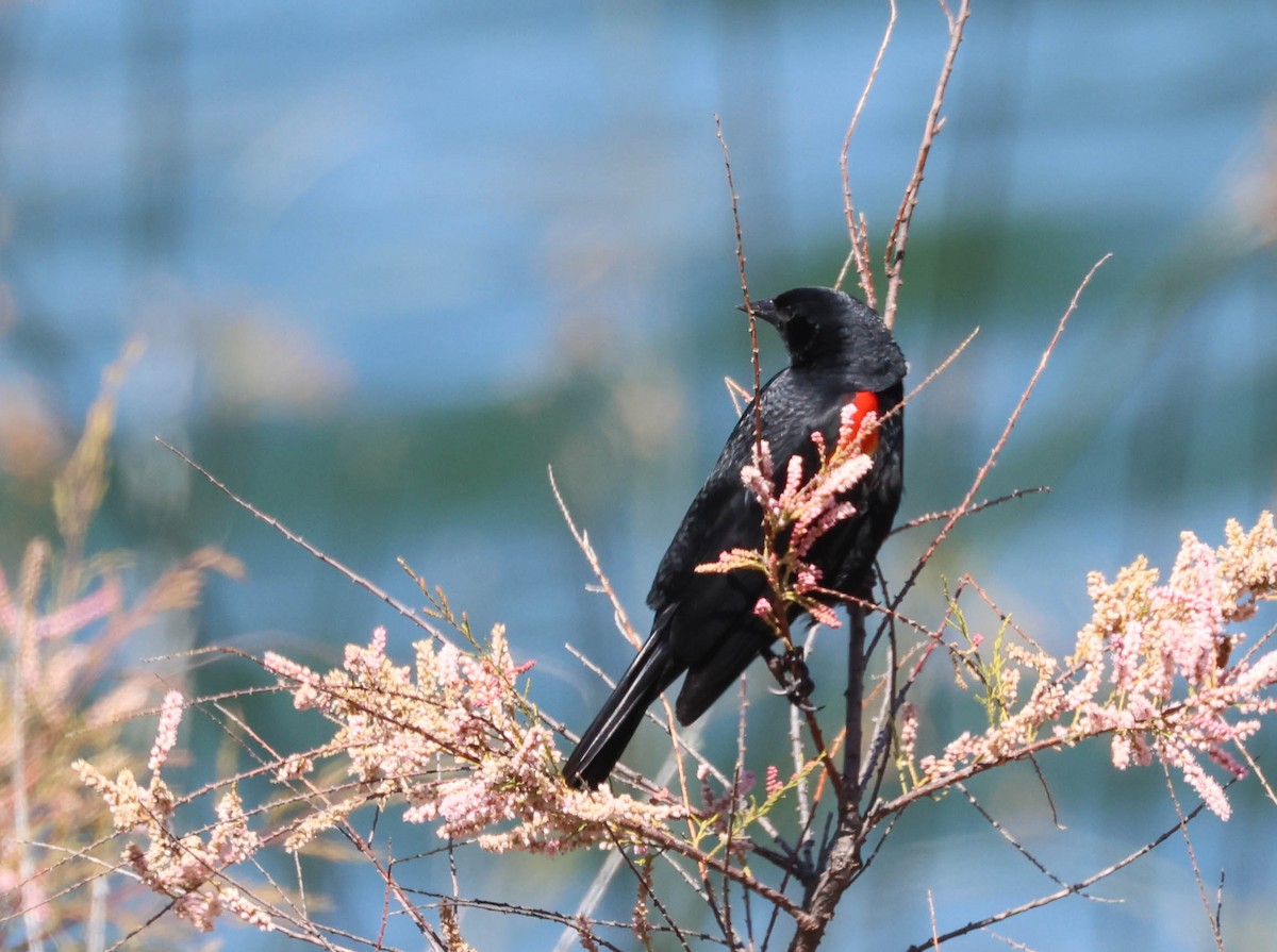 Red-winged Blackbird - Tracy Drake
