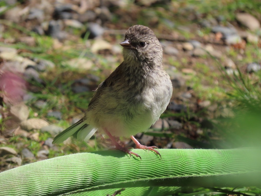 Dark-eyed Junco - Heidi Powers-Armstrong