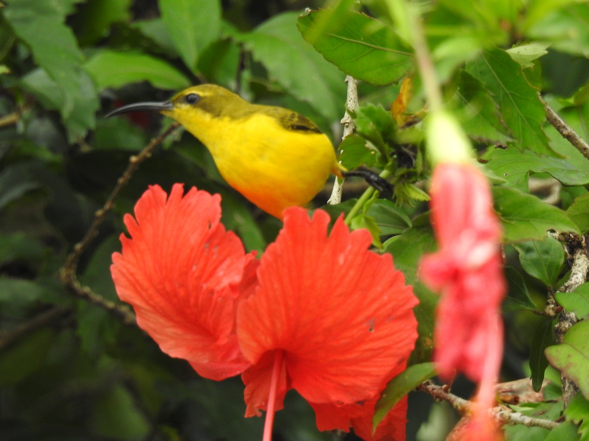 Sahul Sunbird - Monica Mesch