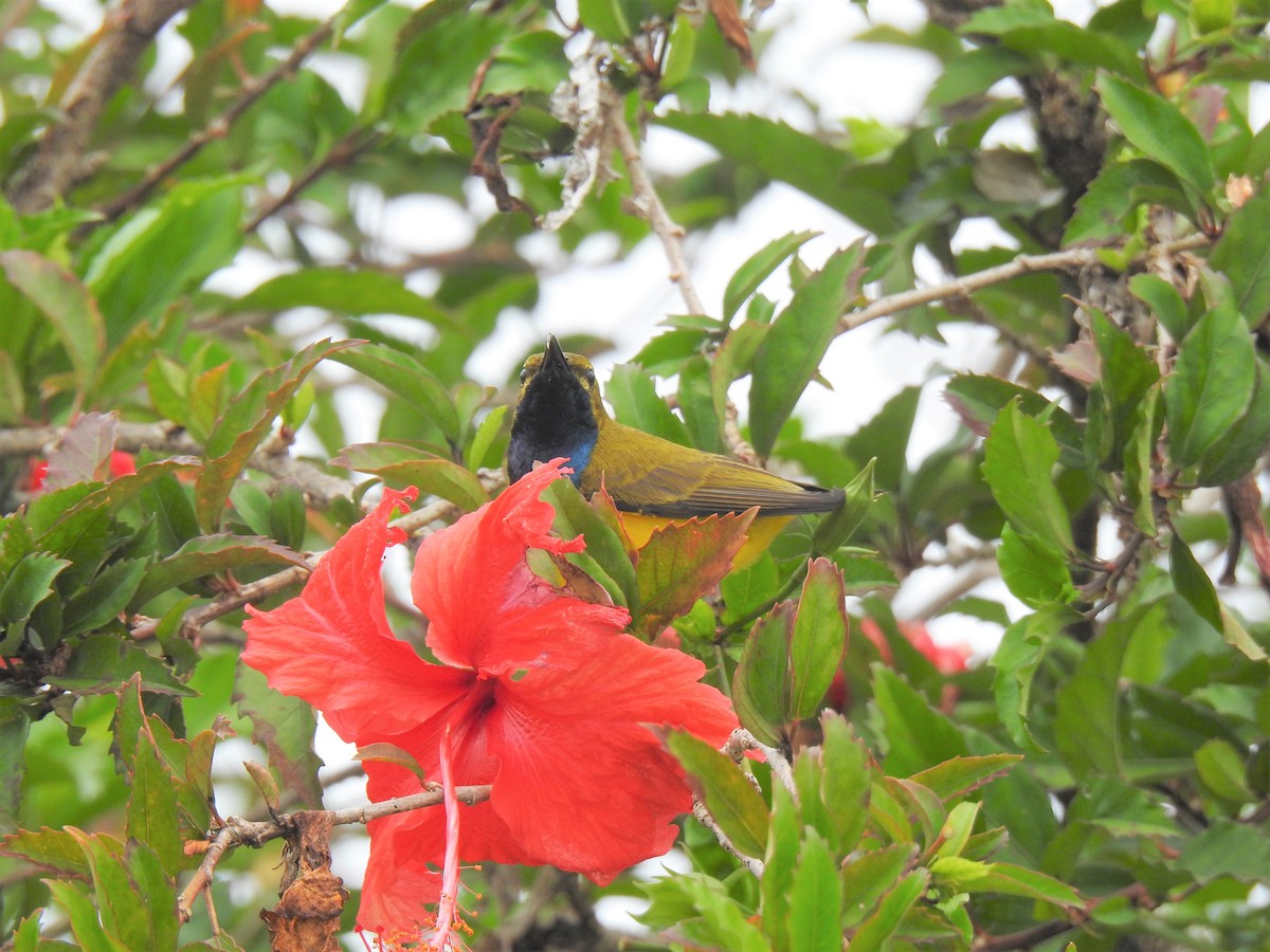 Sahul Sunbird - Monica Mesch