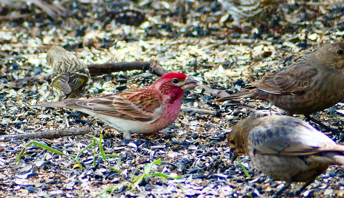 Cassin's Finch - N Jones