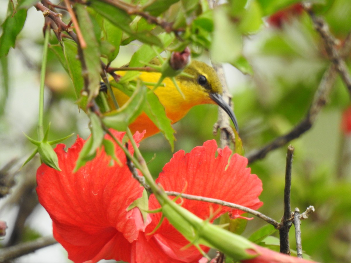 Sahul Sunbird - Monica Mesch