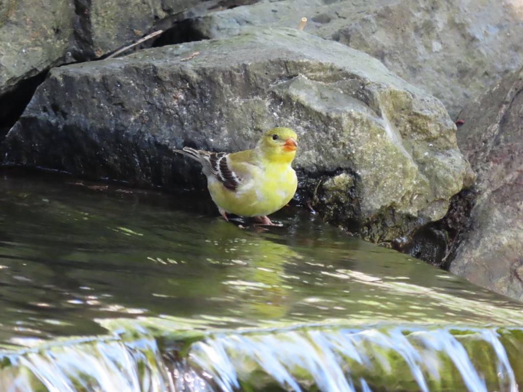 American Goldfinch - Heidi Powers-Armstrong