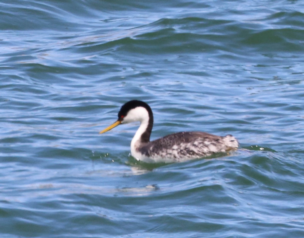 Western Grebe - Tracy Drake