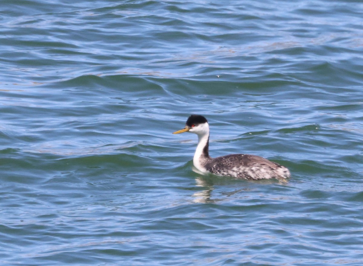 Western Grebe - Tracy Drake