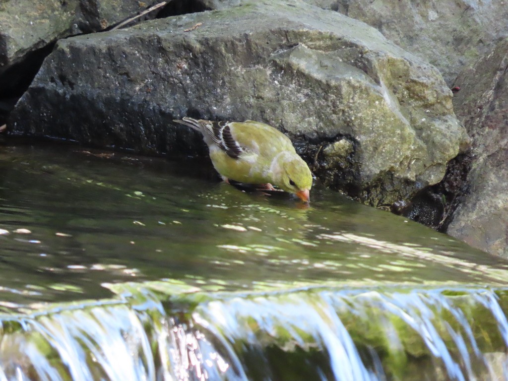 American Goldfinch - Heidi Powers-Armstrong