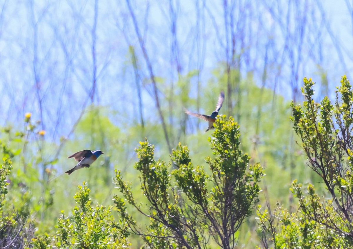 Lazuli Bunting - Tracy Drake