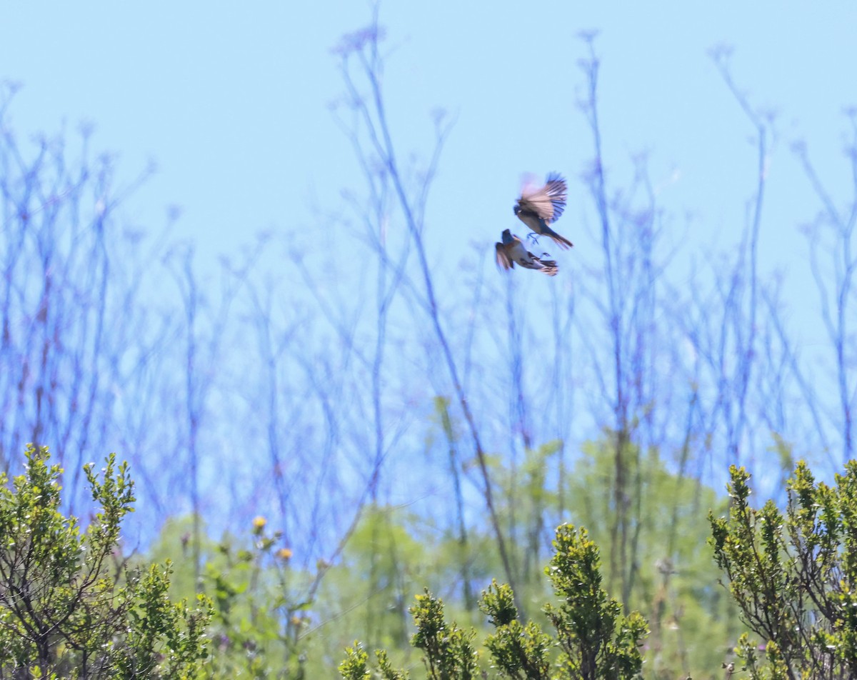 Lazuli Bunting - Tracy Drake